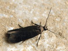 Scythris