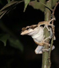 Polypedates macrotis