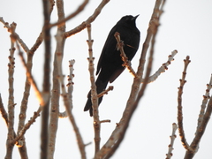 Icterus pyrrhopterus