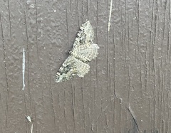 Rheumaptera meadii