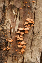 Anthracophyllum archeri