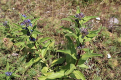 Gentiana cruciata cruciata
