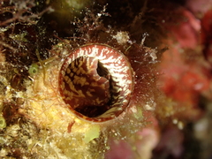 Thylacodes arenarius