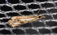 Catoptria falsella