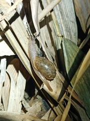 Bradybaena similaris