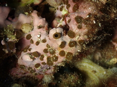 Cliona viridis