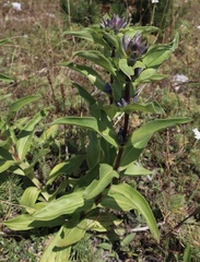 Gentiana cruciata cruciata
