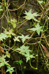 Hydrocotyle geraniifolia
