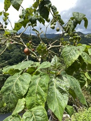 Solanum betaceum