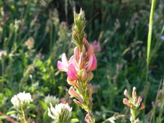 Onobrychis viciifolia