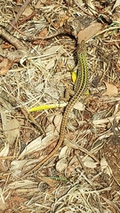 Podarcis siculus