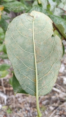 Melampsora epitea