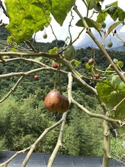 Solanum betaceum