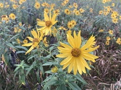 Helianthus maximiliani