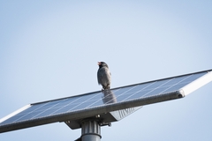 Spizella atrogularis