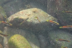 Trachinops taeniatus