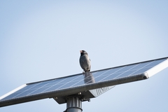 Spizella atrogularis