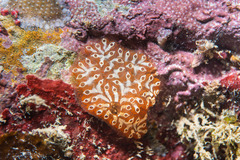 Botrylloides leachii