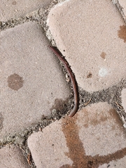 Oligochaeta