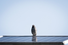 Spizella atrogularis