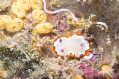 Goniobranchus rubrocornutus