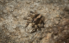 Euophryini