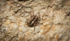 Euophryini