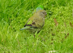 Psephotus haematonotus