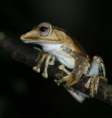 Polypedates otilophus