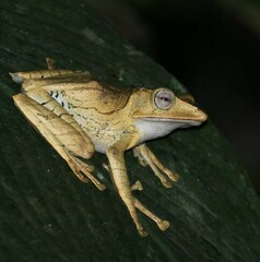 Polypedates otilophus