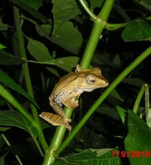 Polypedates otilophus