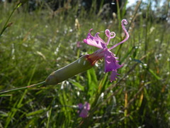 Dianthus longicaulis