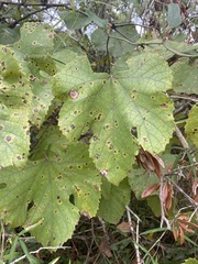 Vitis aestivalis