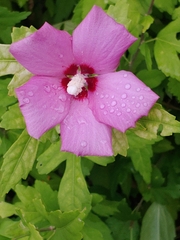 Hibiscus syriacus