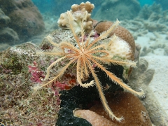 Crinoidea