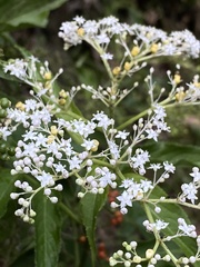 Sambucus javanica