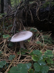 Clitocybe nebularis