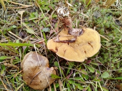 Suillus luteus