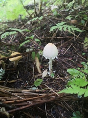 Lepiota