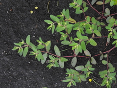 Euphorbia vermiculata