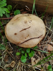Suillus luteus