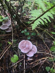 Mycena