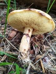 Suillus luteus