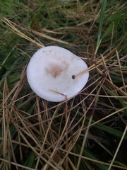 Clitocybe rivulosa