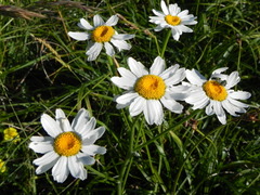 Tanacetum corymbosum
