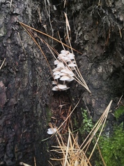 Favolaschia manipularis