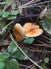 Hygrophoropsis