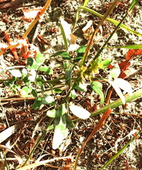 Melilotus officinalis