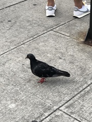 Columba livia
