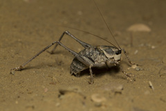 Tettigoniinae